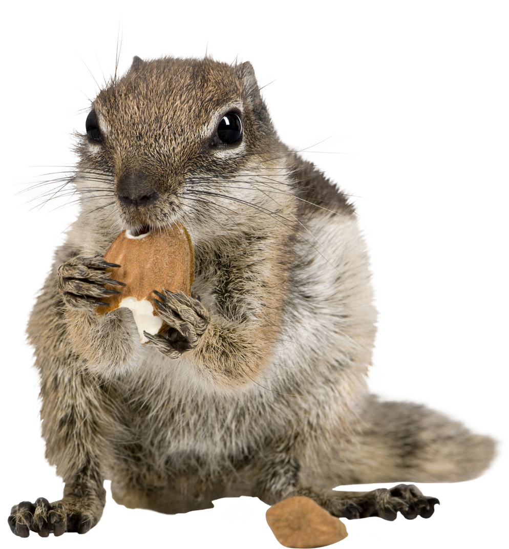 Barbary Ground Squirrel Eating Nuts, Atlantoxerus Getulus, Studio Shot